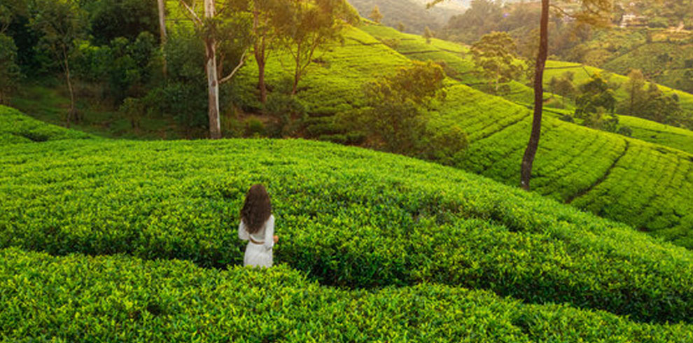 Lanka Bliss