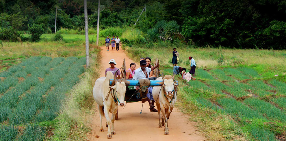 Lanka Bliss