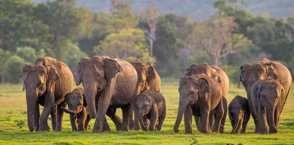 Lanka Bliss